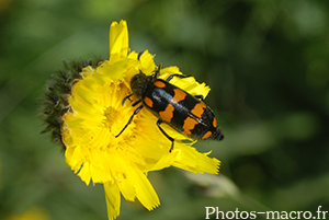 Hycleus polymorphus